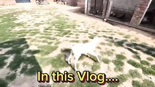 Pet Ko Kidney Zinda Dafan Kar Diya