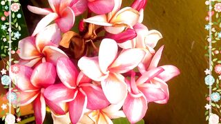 ছাদ বাগানের নতুন অতিথি কাঠচাঁপা