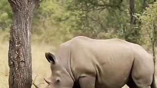 wildlife