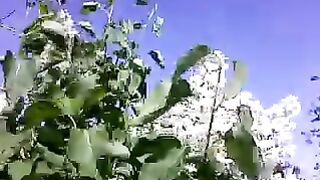 Elevate Your Landscape with Elegant White Lilac