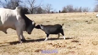 TICKLING