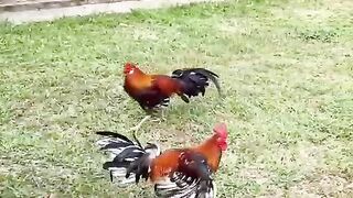 ASIAMPO SABUNG AYAM CLUB388
