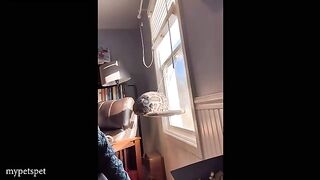 Funny Cats