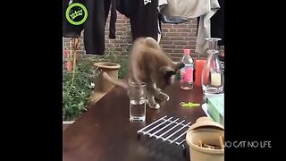 Funny Cats Compilation