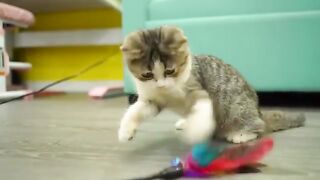 Cute Kittens
