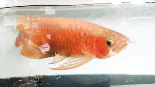 Dragon fish