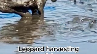 Leopard harvesting fish