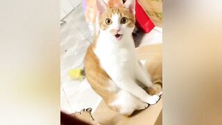Cat vlog