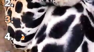 Best ranking big cats