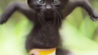 Dance cat
