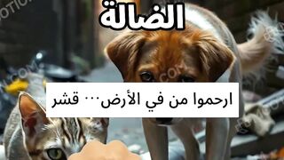 رحمة للحيوانات الضالة