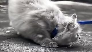 ملاك القطاط