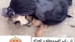 مطلوب الي صمم الفيديو