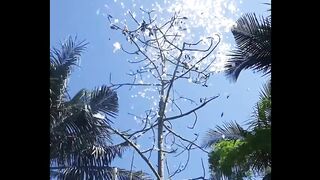 Shimul's cotton is in the wind, oh my!