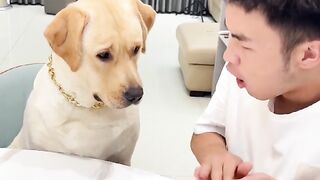 Smart dog with many tricks. Fun