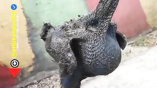 Funny video can't stop laughing