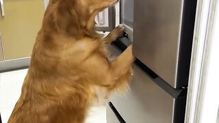 Smart dog and funny situation. Fun