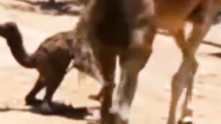 مجھے برا بھلا کہنے لگے؟ #viral #islamicVideo #KhushabStudio