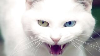 Angry_Cat_-_Rington