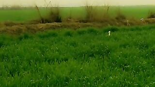 Wheat crop