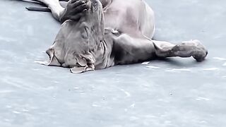 Funny And Cute Animals Shorts