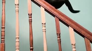 Cats being... CATS Try Not to Laugh Tiktoks