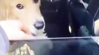 Funny Animals #1