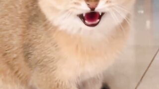 funny animals ???????? funny video compilation ????