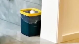 Funny Animal Videos ???? Try Not To Laugh