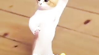 A cat can really dance! Must Watch This!