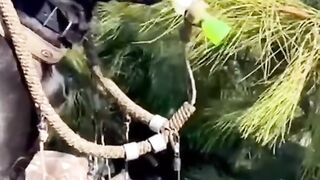 Try not to laugh???? Funny animals????