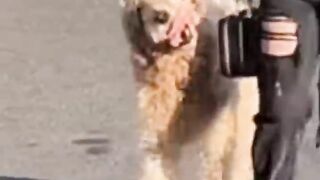 This dog helps people cross the street ????