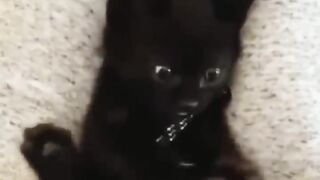 Have YOU EVER Seen a CAT do THIS ???? | Wholesome Moments