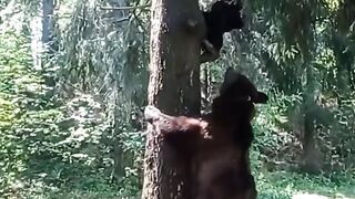 Viral attack bear|funny media