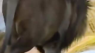 Funny animals
