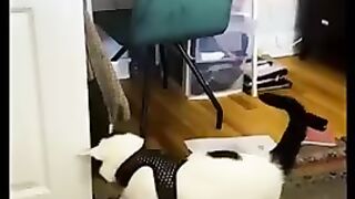 So funny cats