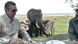 Zimbabwe Bull Elephant Crashes into Tourists at Mana Pools