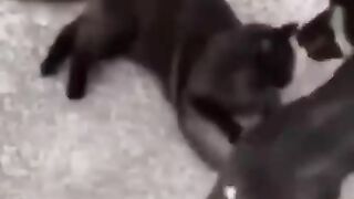 Cats funny