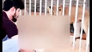 Funny dogs