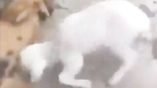 Funny animals????????????????