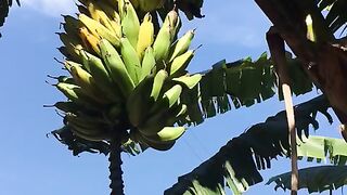 Bananas tree