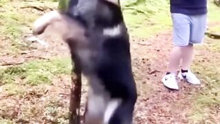 Strong dogs jumping