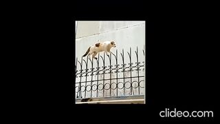 Имя файла like-a-boss-compilation-must-watch-and-see-smething-amazing-likeaboss_kIx7IWTR (1).