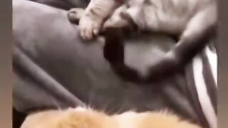 Funny clips are very beautifully