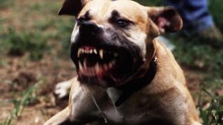 Bad_Dog_Barking_-_Ringtone