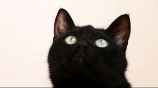 Cat video | black cat