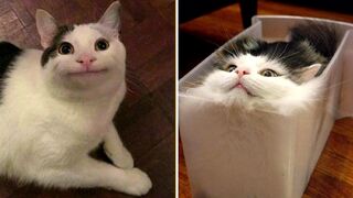 Funny Animal Videos that Make Me Laugh Uncontrollably ???? (CUTE)