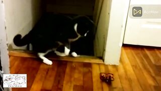 Cute Funny Scary Cats Video Compilation Part 2