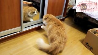Angry Cats: Watch Them Lose Their Cool - Videos Complition