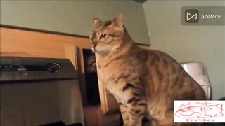 Cute & Funny Cats Video Complition | Lovely Feline |